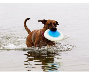 Planet Dog Zoom Flyer Іграшка для собак Літаюча тарілка