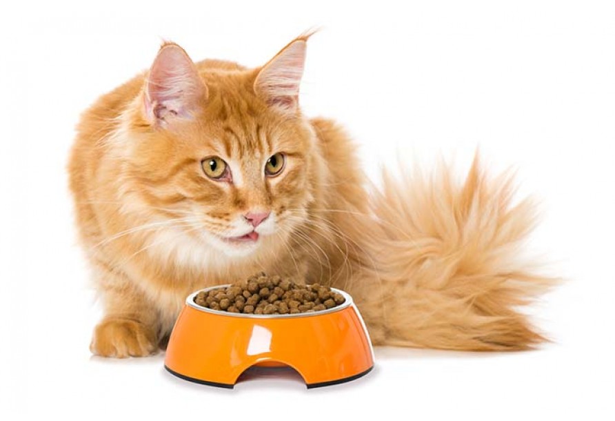 Корм для кошки: инструкция от ветеринара