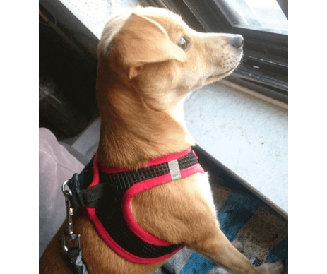 Voyager Step-In Air Dog Harness шлея для собак и котов