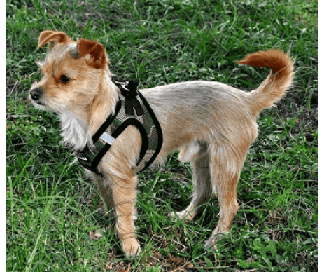 Voyager Step-In Air Dog Harness шлея для собак и котов